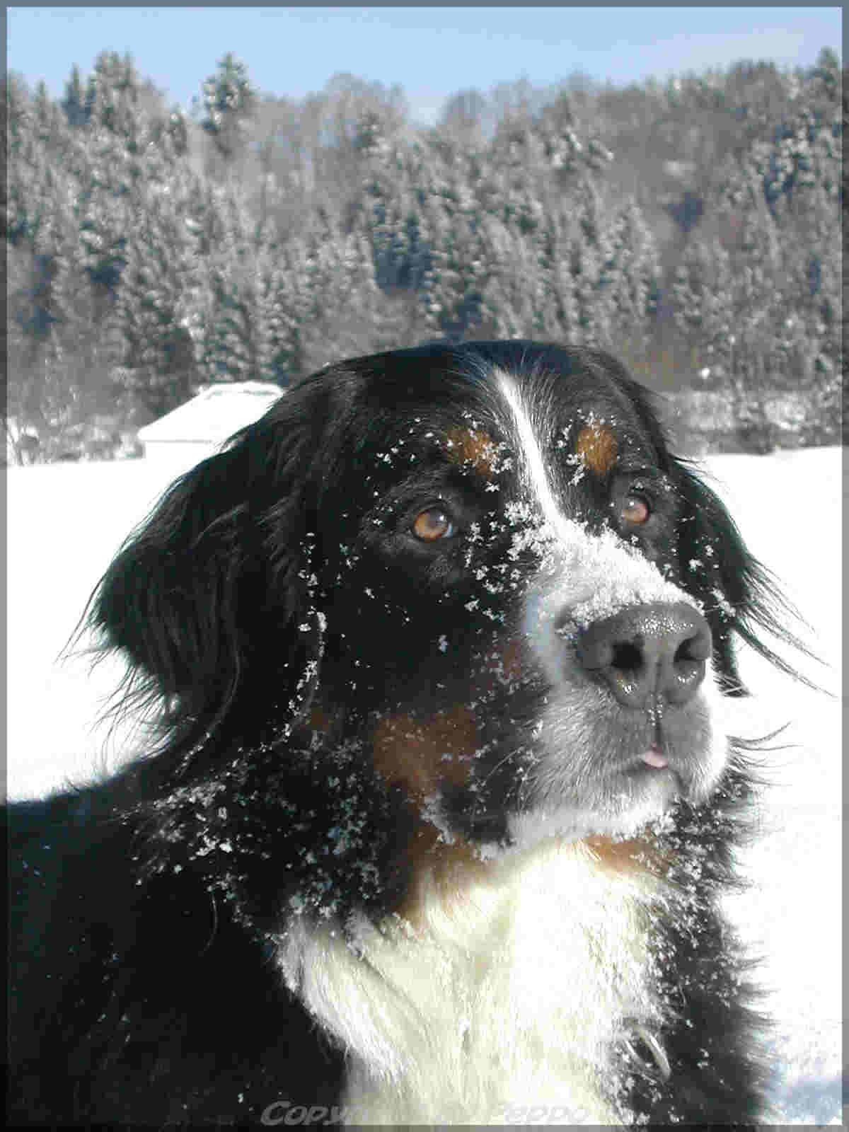 Mady im Schnee