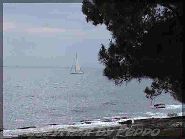 Segelschiff hinter baum