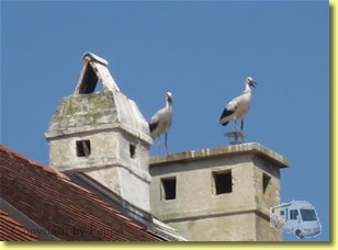 Störche am Kamin