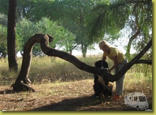 geschwungener Baum