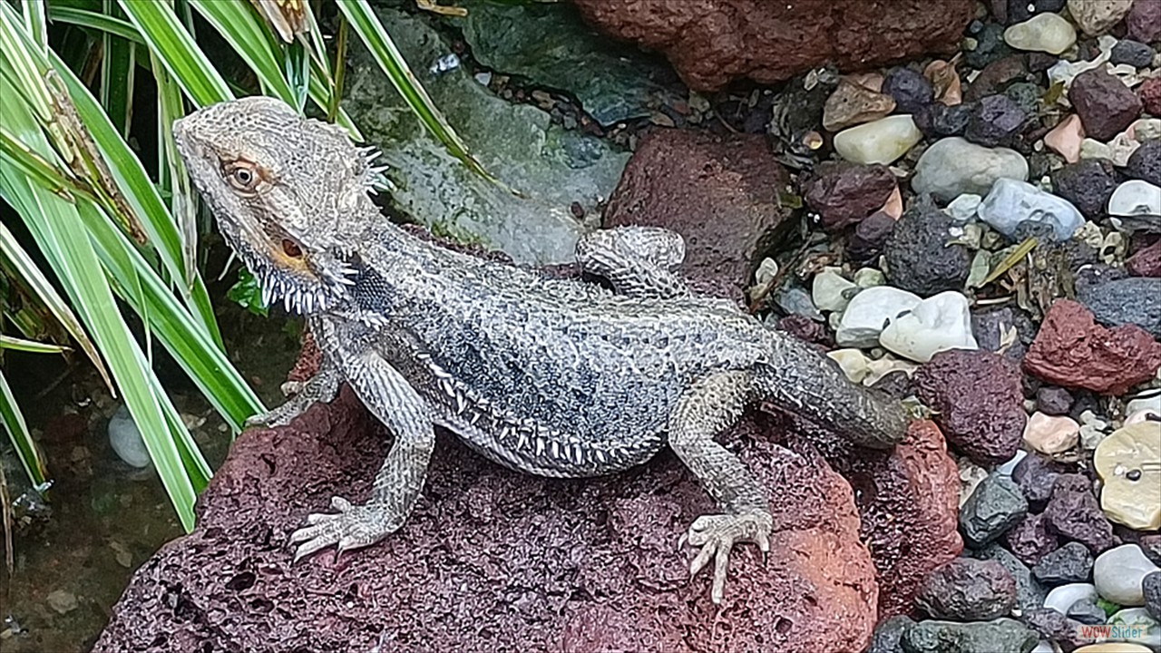 4w